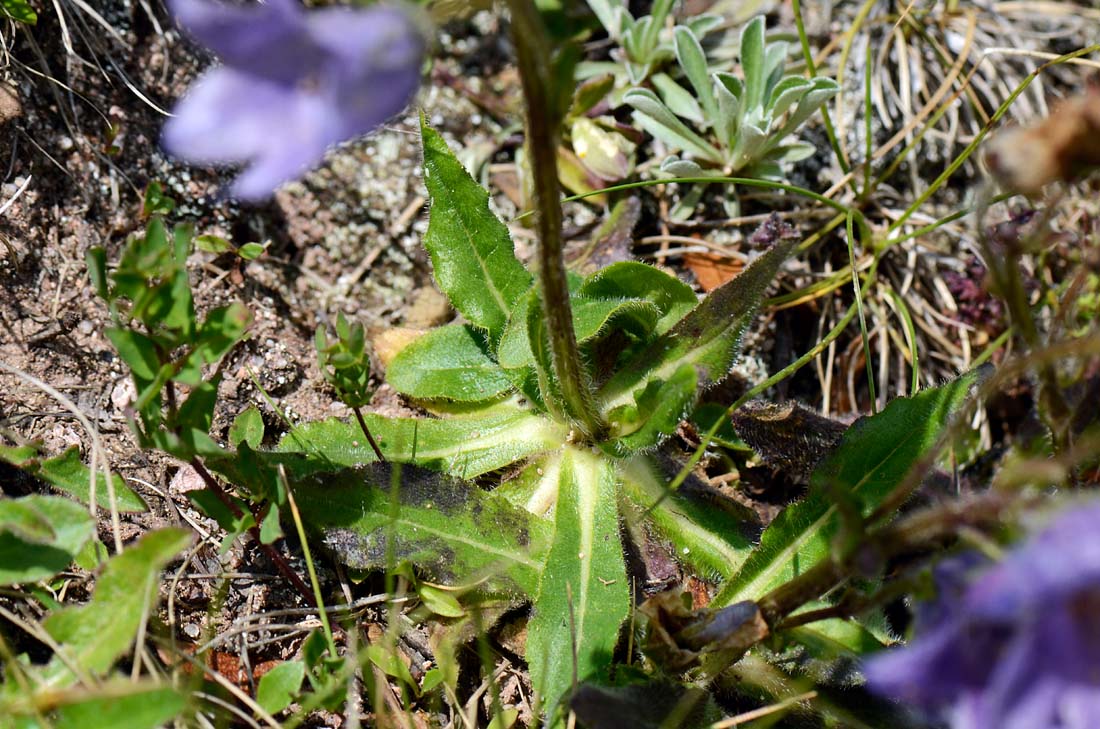 Campanula del passo Valles, da id.